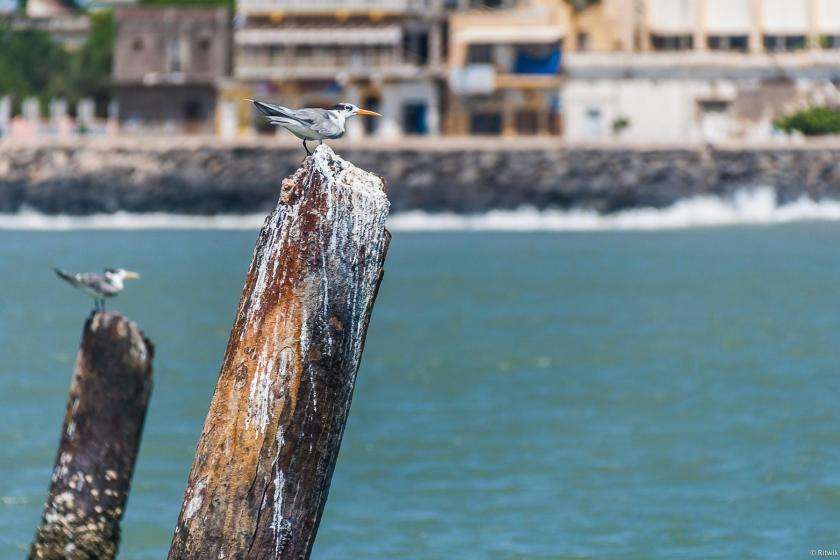 Pondicherry by the bay of Bengale